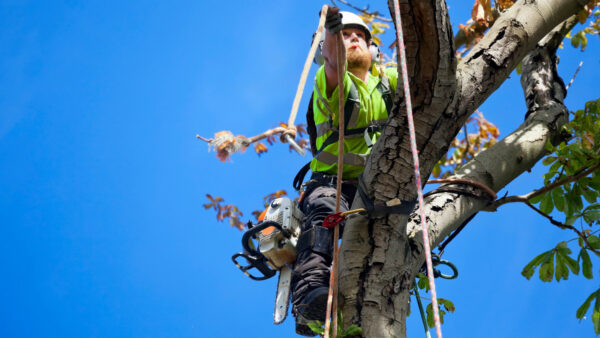 ロープワークで木に登る男性